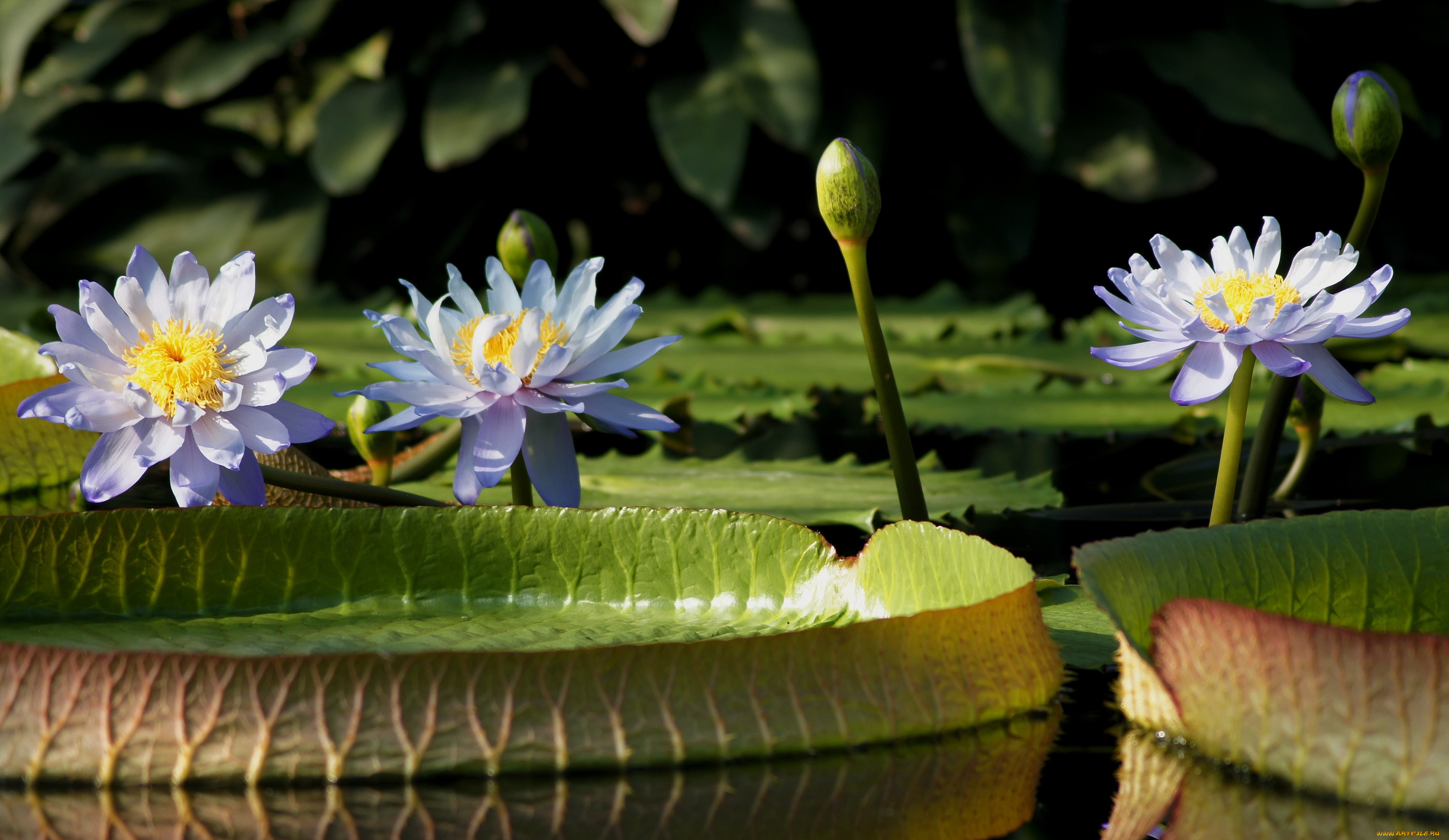 Почему водные цветковые растения. Водяная Лилия кувшинка. Нимфея микранта. Семейство нимфейные. Кувшинка, нимфея и водяная Лилия.
